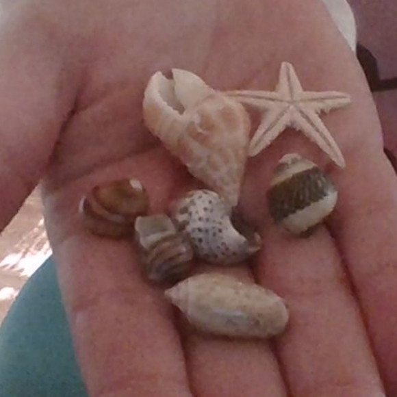shells - Picture 3 of 3